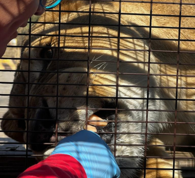 ZOO SAFARI RANCAGUA 