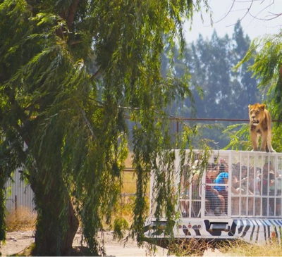 ZOO SAFARI RANCAGUA 